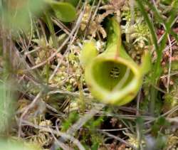 Pitcher Plant Photo: Tig Tillinghast