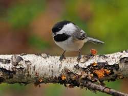 Chickadee Photo: Charlie Schwarz