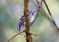 Warbler Photo: Karinne Heise