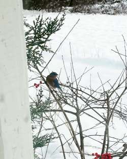 Bluebird Photo: Melissa Thaxton