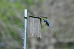 Bluebirds Photo: Gerard