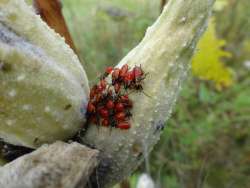 Bug nymphs Photo: Jack Nelson