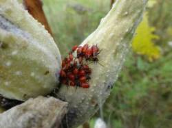 Bug nymphs Photo: Jack Nelson