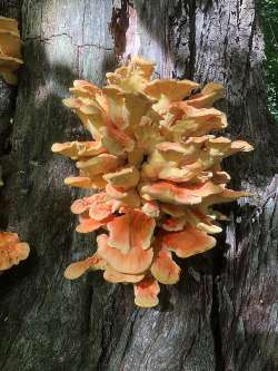 Chicken of the woods Photo: Thomas Ames