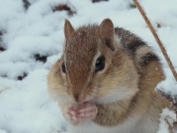 Chipmunk Stuffing Cheeks Photo: Charlie Schwarz