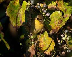 Common yellowthroat Photo: Larry Litke