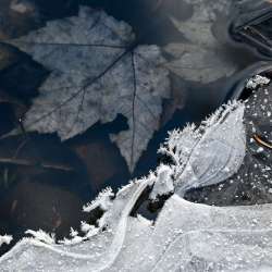 Farm ice Photo: Sandy Dannis