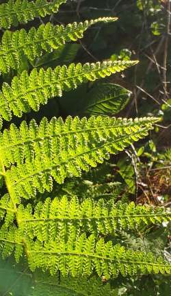 Ferns Photo: Sue Lichty