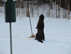 Fisher Exploring Photo: Harriet Szanto