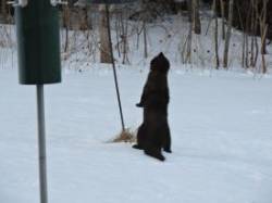 Fisher Exploring Photo: Harriet Szanto