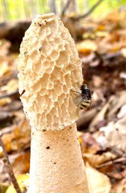 Fly on stinkhorn Photo: Cheryl Metcalf