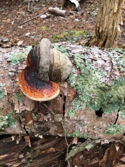 Bracket fungus Photo: David Porter