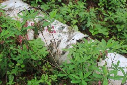 Forest Floor Photo: John Blaser