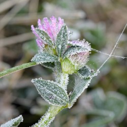 Frost on Clover Photo: AM Dannis