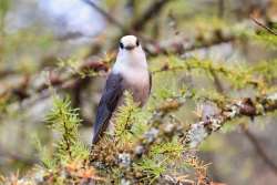 Gray jay Photo: Tom Grett