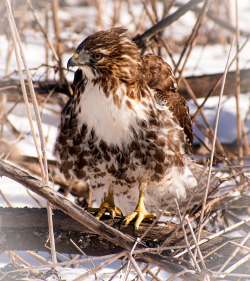 Hawk Photo: Jim Cummingham