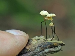 Horse hair fungus Photo: Charlie Schwarz