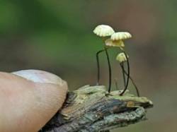 Horse hair fungus Photo: Charlie Schwarz