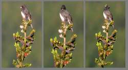 Junco birds Photo: Tim Larsen