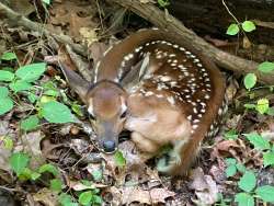 Fawn Photo: Ericka Traven