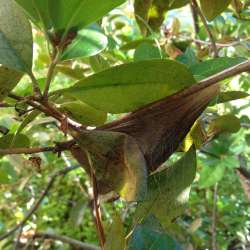 Cecropia cocoon Photo: Sally Cornwell