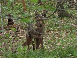 Coyote Photo: Charlie Schwarz