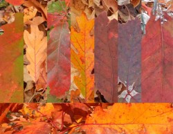 Oak leaves Photo: Pat Liddle