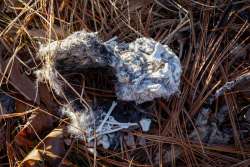 Owl pellet Photo: Judy Schneider