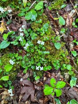 Partridgeberry flowers Photo: Kimberly Simonsen