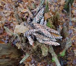 Pine cone stump Photo: Geoffrey Bluh