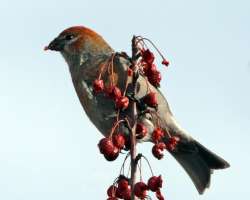 Grosbeak Photo: Sheri Larsen