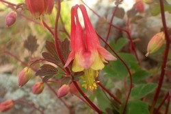 Red Columbine Photo: Nan Peckham