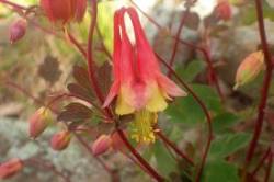 Red Columbine Photo: Nan Peckham