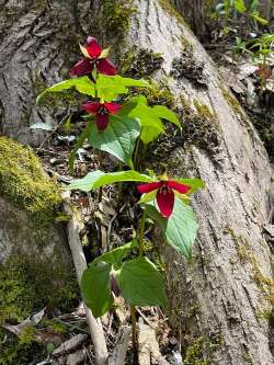 Trilliums Photo: Ron Becker