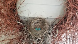 Robins Nest Eggs Photo: Edward Baum