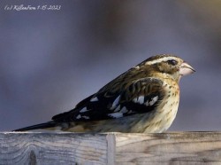 Grosbeak Photo: Jeannie Killam