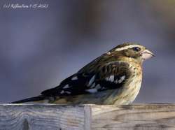 Grosbeak Photo: Jeannie Killam