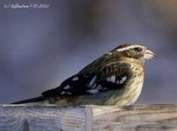 Grosbeak Photo: Jeannie Killam