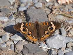 Common buckeye Photo: Charlie Schwarz