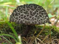 Old Man Mushrooms Photo: Charlie Schwarz