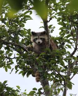 Raccoon Photo: Pat Liddle