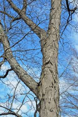 Shag bark hickory Photo: Judy Sweet