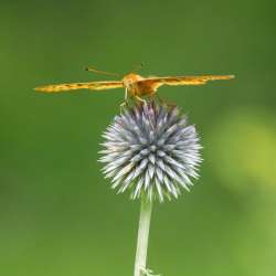 Thistle Photo: Amy Quist