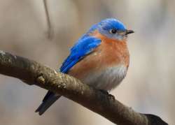 Spring bluebird Photo: Karinne Heise