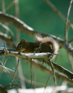 Woodland Squirrel Photo: Anonymous