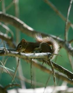 Woodland Squirrel Photo: Anonymous
