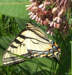 swallowtail Photo: Jen Danly