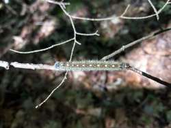 Tent caterpillar Photo: Crystal Phillips