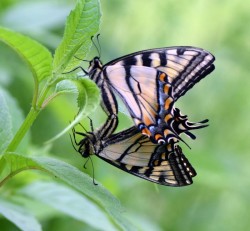 Tiger Swallowtail Photo: Caroline Tricker