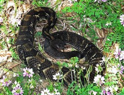 33_timber_rattlesnake.jpg